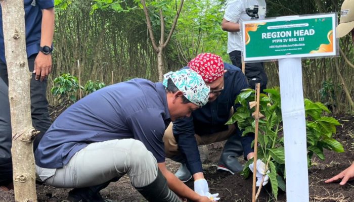 PTPN I Regional V Tanam Perdana Kopi Arabika di Bondowoso, Dukung Republik Kopi Ijen