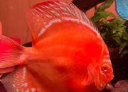 Discus: Keanggunan dari Sungai Amazon yang Kini Menguasai Akuarium Hobi