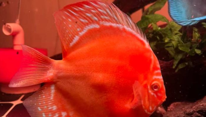 Discus: Keanggunan dari Sungai Amazon yang Kini Menguasai Akuarium Hobi