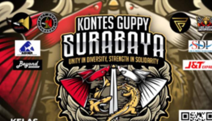 Kontes Guppy Surabaya 2026 Resmi Diumumkan, Hadiah Jutaan Rupiah Menanti Para Juara