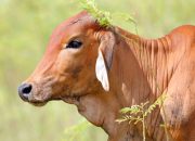 Brazil Geser AS sebagai Produsen Daging Sapi Terbesar Dunia