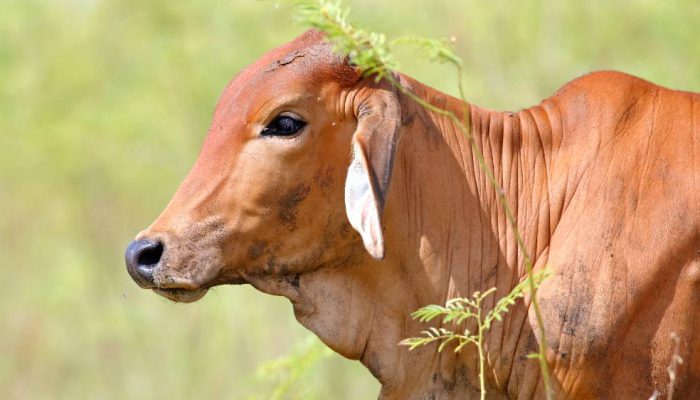 Brazil Geser AS sebagai Produsen Daging Sapi Terbesar Dunia