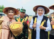 Gubernur Khofifah dan Kapolda Jatim Panen Raya Jagung, Jatim Kian Kokoh sebagai Lumbung Nasional