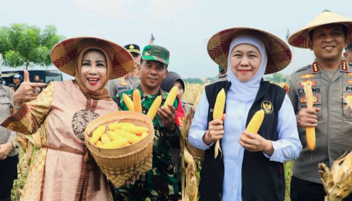 Gubernur Khofifah dan Kapolda Jatim Panen Raya Jagung, Jatim Kian Kokoh sebagai Lumbung Nasional