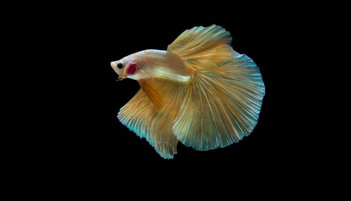 Permintaan Dunia Meningkat, Ekspor Binatang Indonesia Punya Prospek Cerah