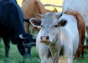 PMK Masih Menghantui Jatim, Vaksinasi Dikebut di Banyak Daerah