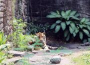 Pengelolaan Keuangan KBS Disorot, Kejati Jatim Lakukan Penggeledahan