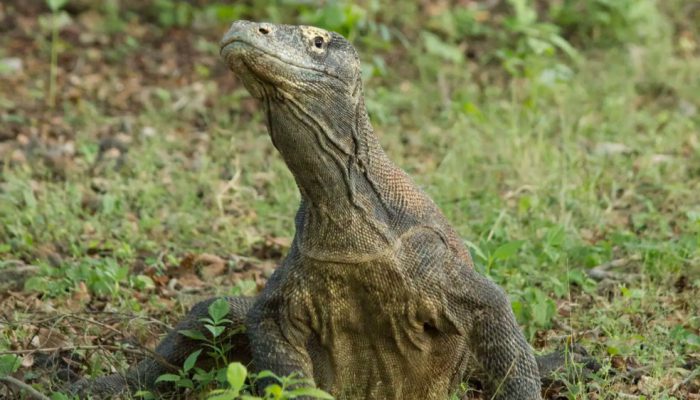 Kebun Binatang Surabaya Pinjamkan Komodo ke Jepang, Fokus Pelestarian