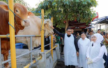 Gubernur Khofifah Sidak Wafa Farm, Sapi Kurban Jumbo Jadi Sorotan